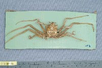 藏品(西氏曼人面蟹)的圖片